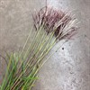 GRÄS MISCANTHUS RÖD ROTFEDER